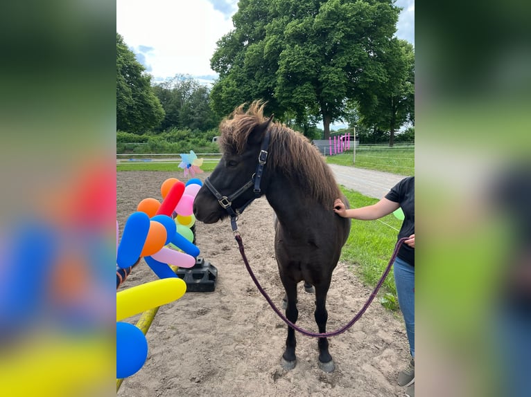 Pony Islandese Giumenta 10 Anni 137 cm Morello in Ladbergen