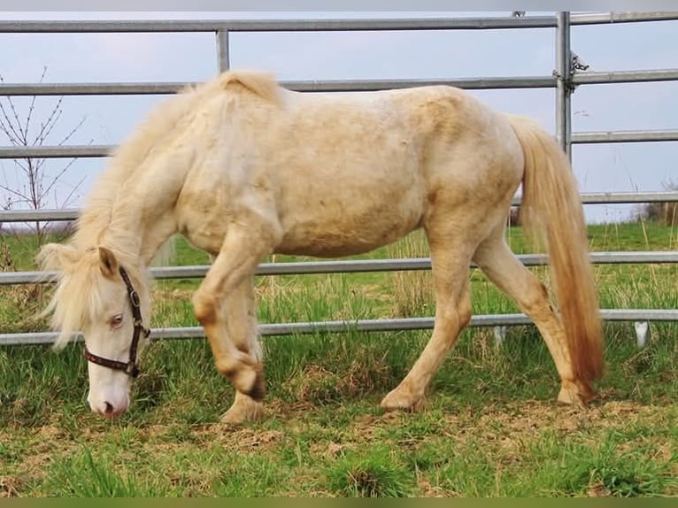 Pony Islandese Giumenta 10 Anni 137 cm Perlino in Saarland