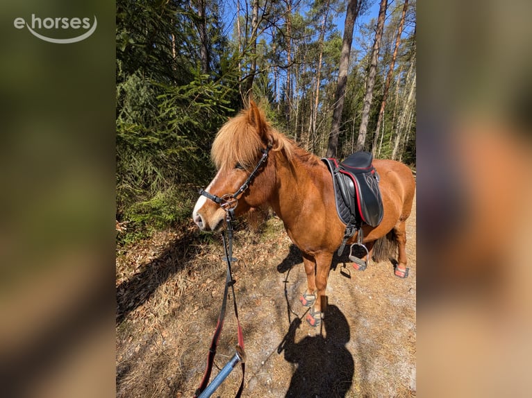 Pony Islandese Giumenta 10 Anni 137 cm Sauro in Marxen
