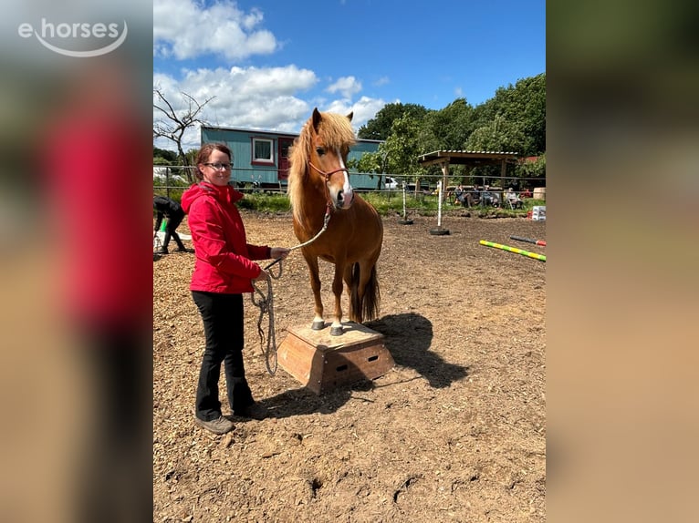 Pony Islandese Giumenta 10 Anni 137 cm Sauro in Marxen