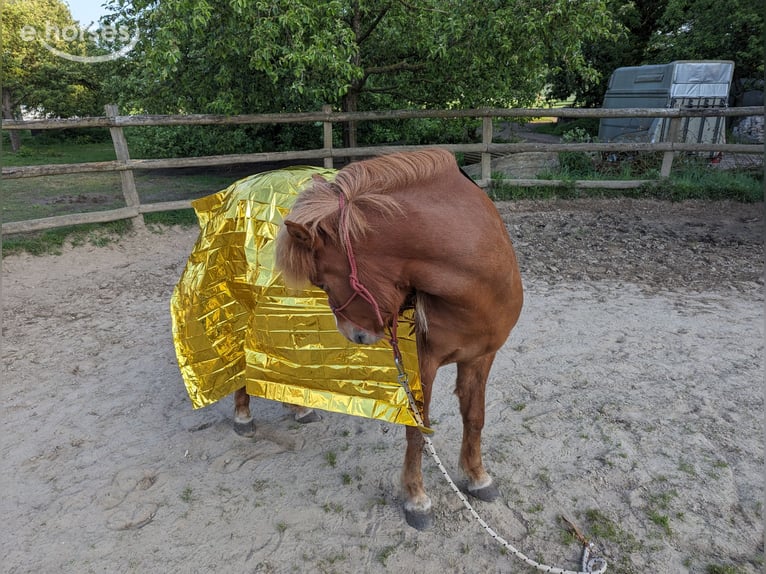 Pony Islandese Giumenta 10 Anni 137 cm Sauro in Marxen