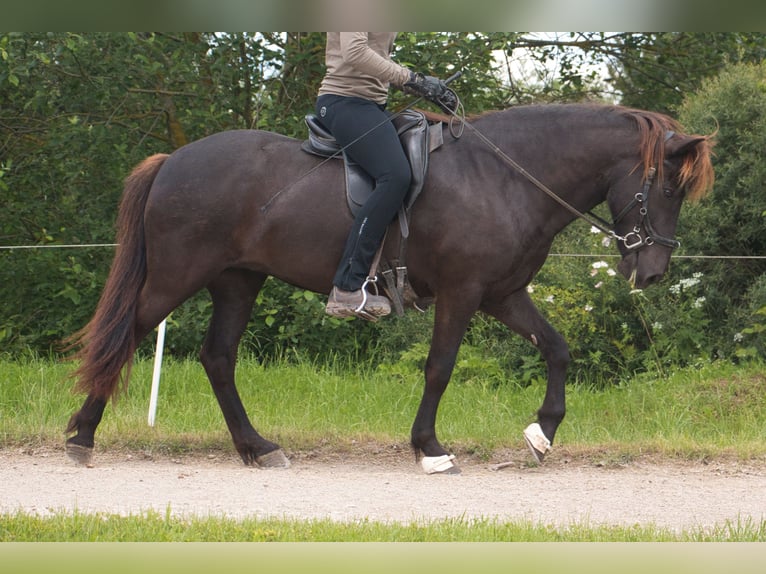 Pony Islandese Giumenta 10 Anni 138 cm Morello in Pfalzgrafenweiler