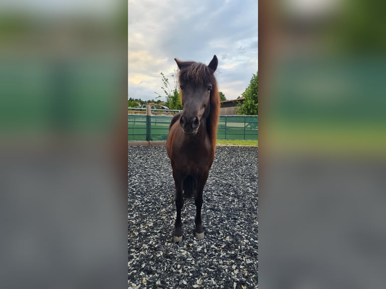 Pony Islandese Giumenta 10 Anni 138 cm Morello in Springe