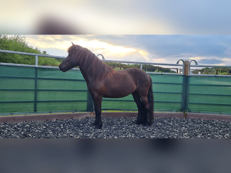 Pony Islandese Giumenta 10 Anni 138 cm Morello in Springe