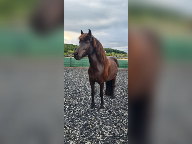 Pony Islandese Giumenta 10 Anni 138 cm Morello in Springe