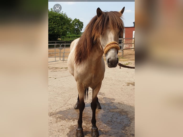 Pony Islandese Giumenta 10 Anni 138 cm Pelle di daino in Appen