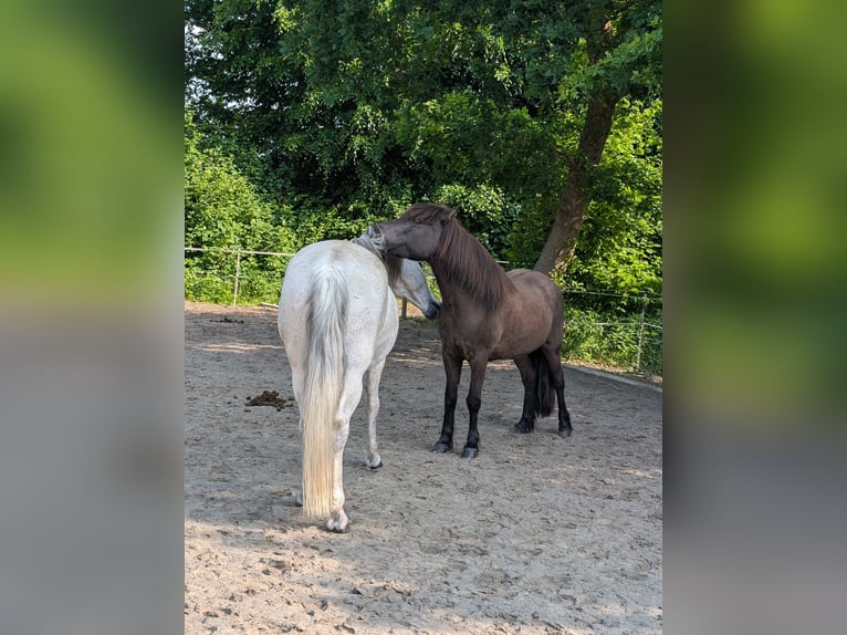 Pony Islandese Giumenta 10 Anni 139 cm Baio scuro in Lohe Rickelshof