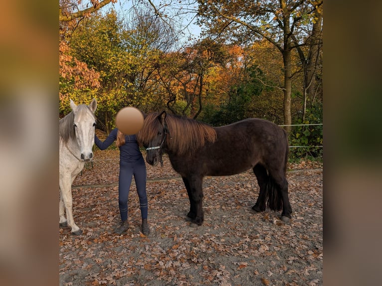 Pony Islandese Giumenta 10 Anni 139 cm Baio scuro in Lohe Rickelshof