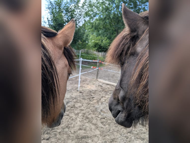 Pony Islandese Giumenta 10 Anni 139 cm Baio scuro in Lohe Rickelshof