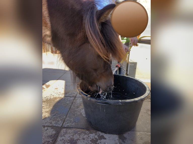 Pony Islandese Giumenta 10 Anni 139 cm Baio scuro in Lohe Rickelshof