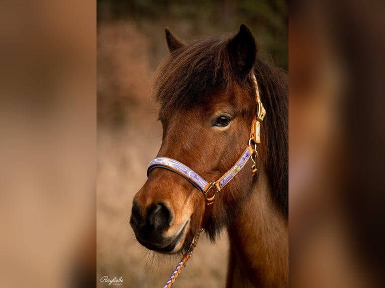 Pony Islandese Giumenta 10 Anni 140 cm Baio ciliegia in Rosenbergrosenberg