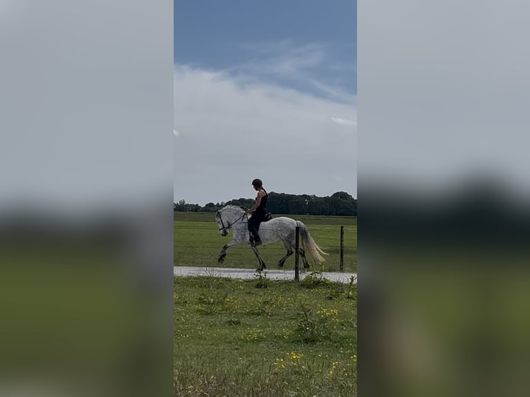 Pony Islandese Giumenta 10 Anni 140 cm Grigio in Weesp
