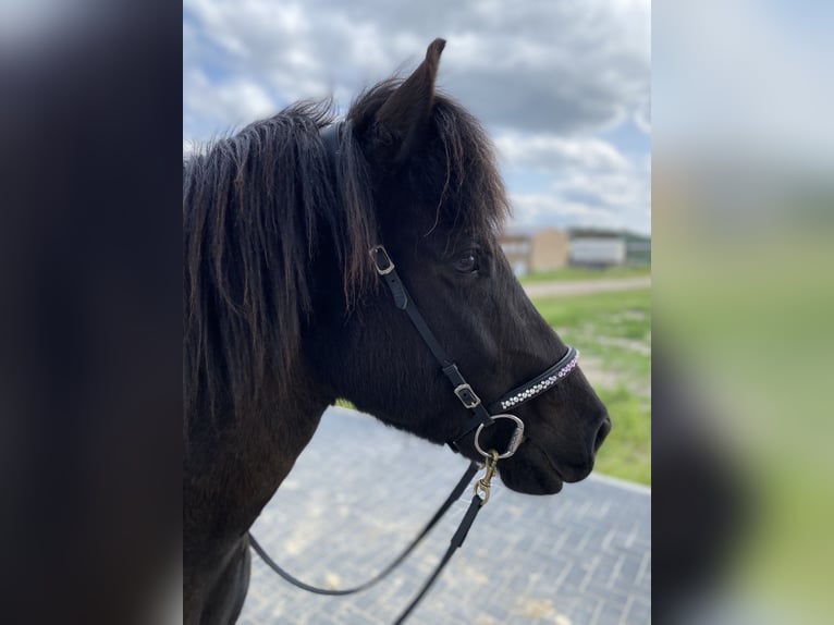 Pony Islandese Giumenta 10 Anni 140 cm Morello in Teltow