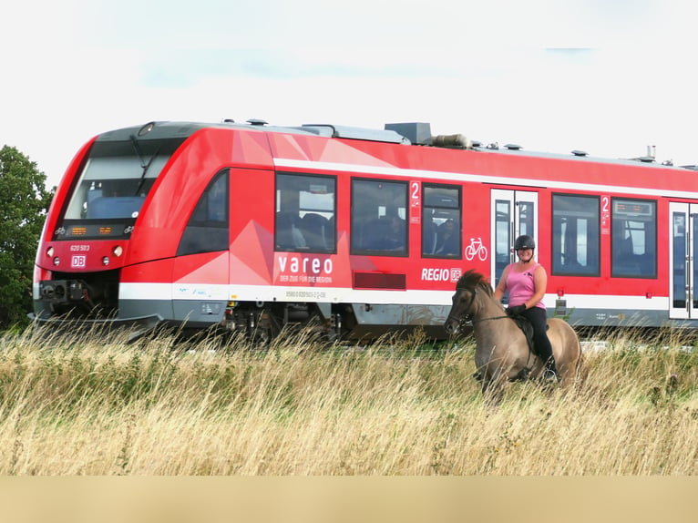 Pony Islandese Giumenta 10 Anni 142 cm Falbo in Euskirchen