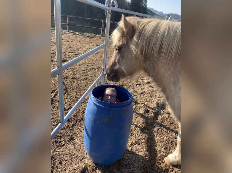 Pony Islandese Giumenta 10 Anni 142 cm Falbo in Schwanden im Emmental