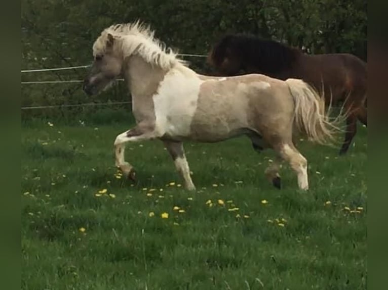 Pony Islandese Giumenta 10 Anni 142 cm Falbo in Schwanden im Emmental