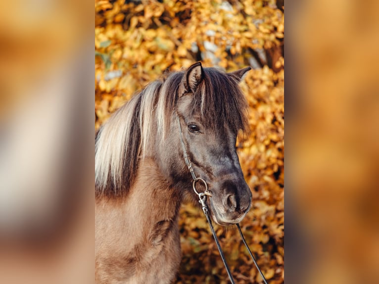 Pony Islandese Giumenta 10 Anni 143 cm Falbo in Taufkirchen an der Trattnach