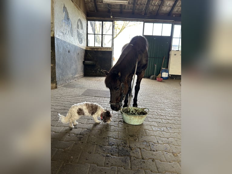 Pony Islandese Giumenta 10 Anni 143 cm Morello in Alfter