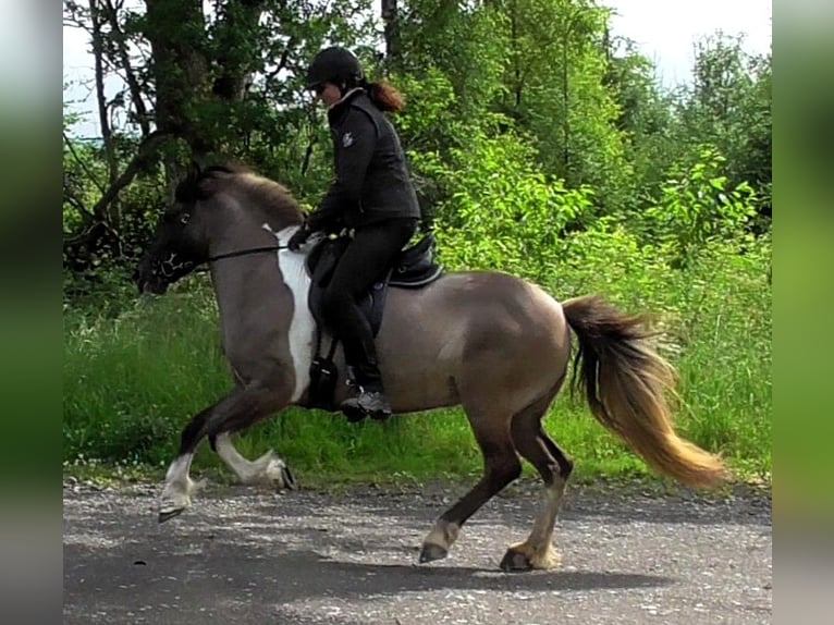 Pony Islandese Giumenta 10 Anni 144 cm Pezzato in Friesenhagen