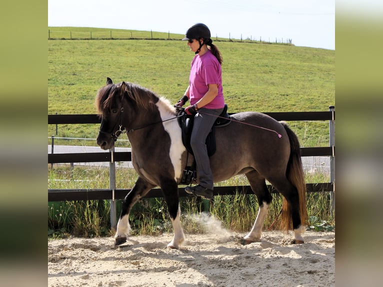 Pony Islandese Giumenta 10 Anni 144 cm Pezzato in Friesenhagen