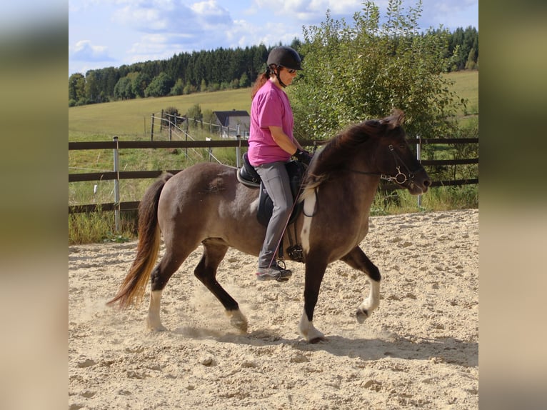 Pony Islandese Giumenta 10 Anni 144 cm Pezzato in Friesenhagen