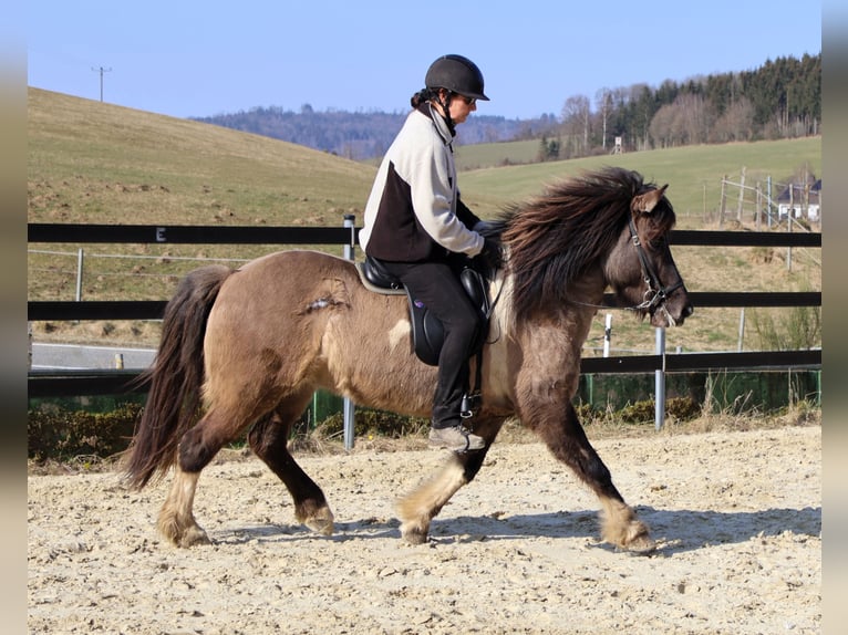 Pony Islandese Giumenta 10 Anni 144 cm Pezzato in Friesenhagen
