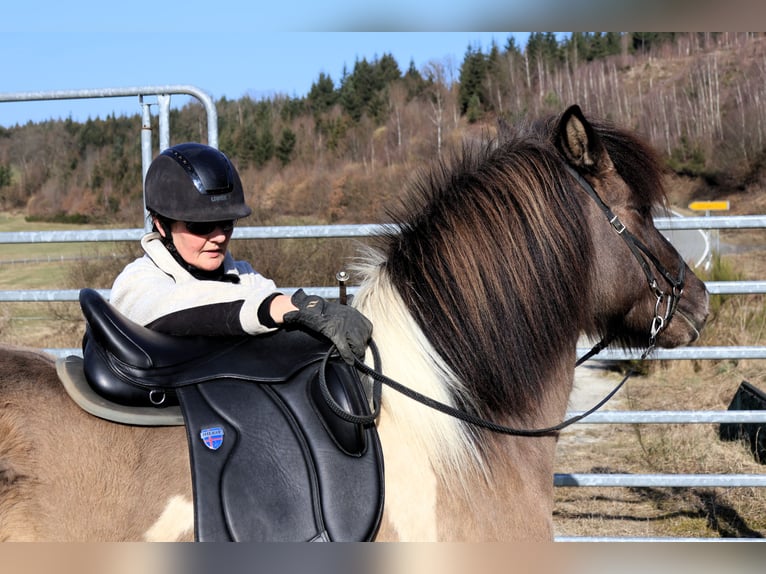 Pony Islandese Giumenta 10 Anni 144 cm Pezzato in Friesenhagen