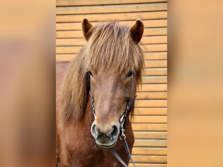 Pony Islandese Giumenta 10 Anni 145 cm Sauro in Soltau