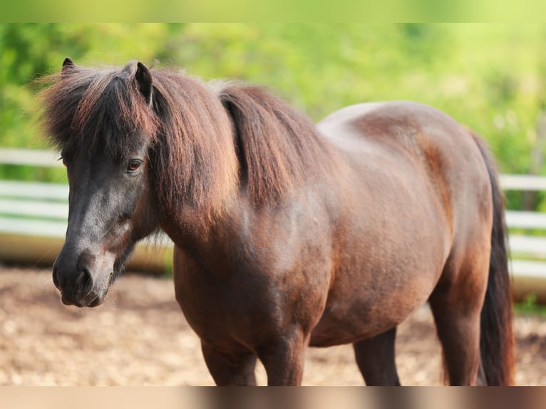 Pony Islandese Giumenta 10 Anni 146 cm Morello in W&#xE4;denswil