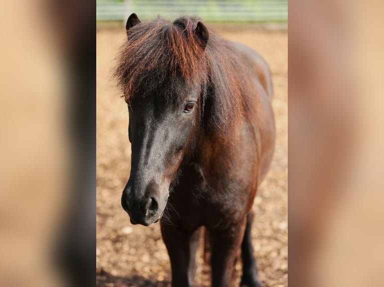 Pony Islandese Giumenta 10 Anni 146 cm Morello in W&#xE4;denswil