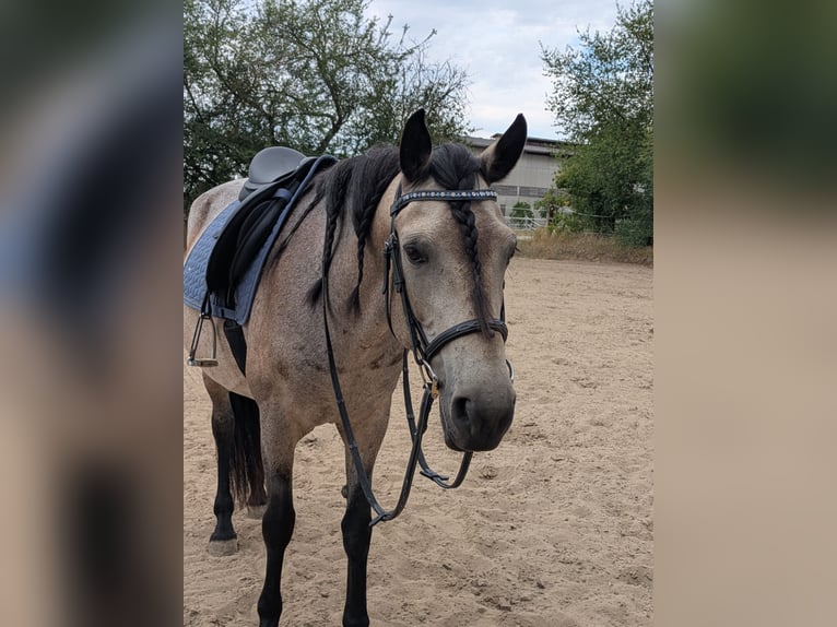 Pony Islandese Mix Giumenta 10 Anni 151 cm Pelle di daino in Malsch