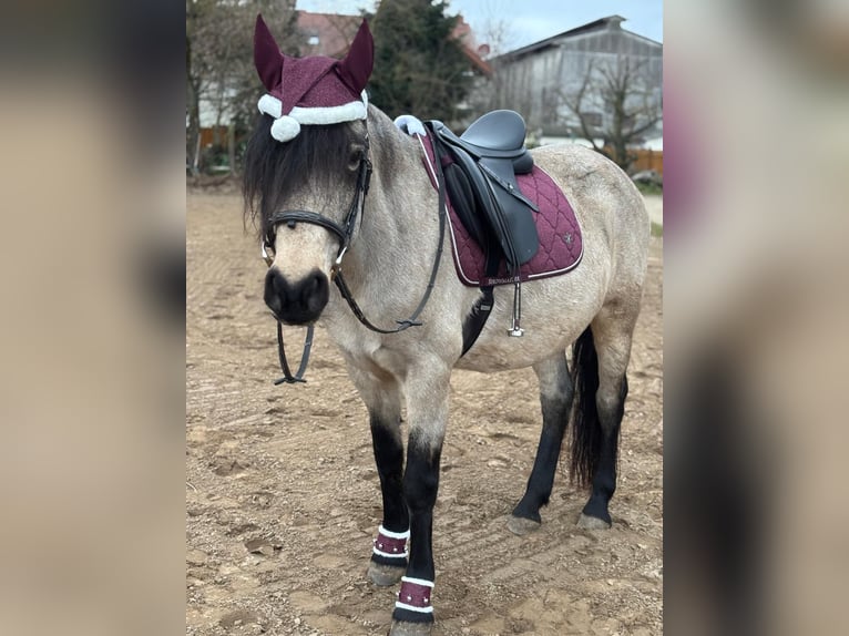 Pony Islandese Mix Giumenta 10 Anni 151 cm Pelle di daino in Malsch