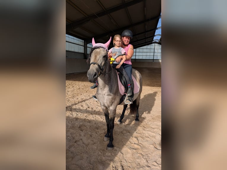 Pony Islandese Mix Giumenta 10 Anni 151 cm Pelle di daino in Malsch