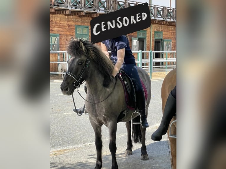 Pony Islandese Giumenta 10 Anni in Bad Tatzmannsdorf