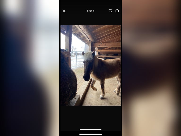 Pony Islandese Giumenta 10 Anni in Obers&#xF6;chering