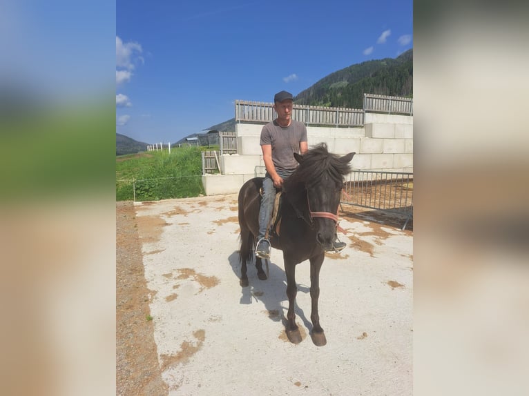 Pony Islandese Giumenta 10 Anni in Obertilliach