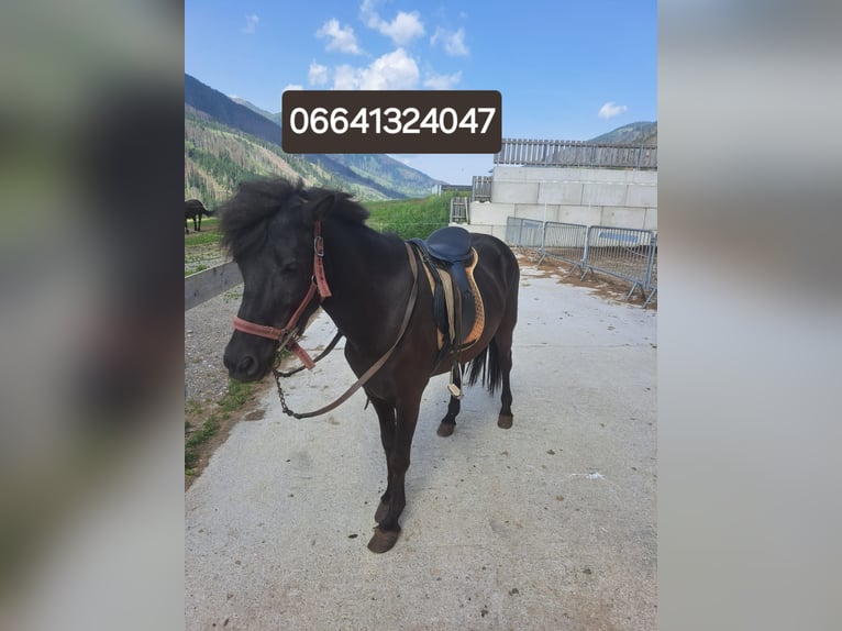 Pony Islandese Giumenta 10 Anni in Obertilliach