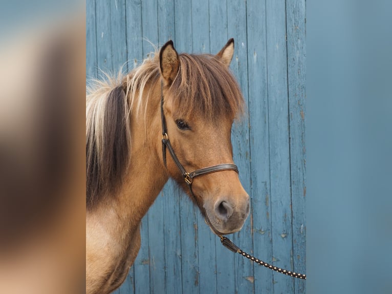 Pony Islandese Giumenta 10 Anni Falbo in Raddestorf