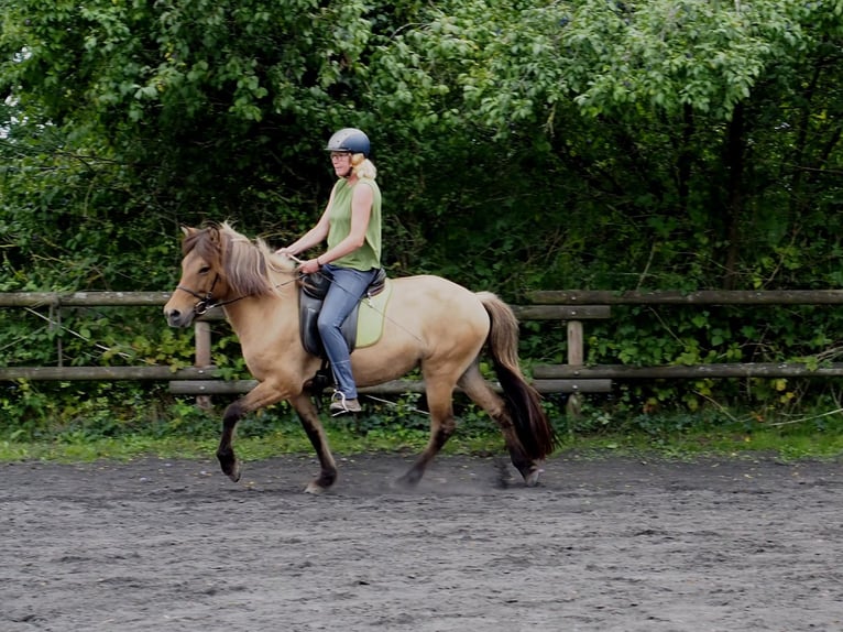 Pony Islandese Giumenta 10 Anni Falbo in Raddestorf