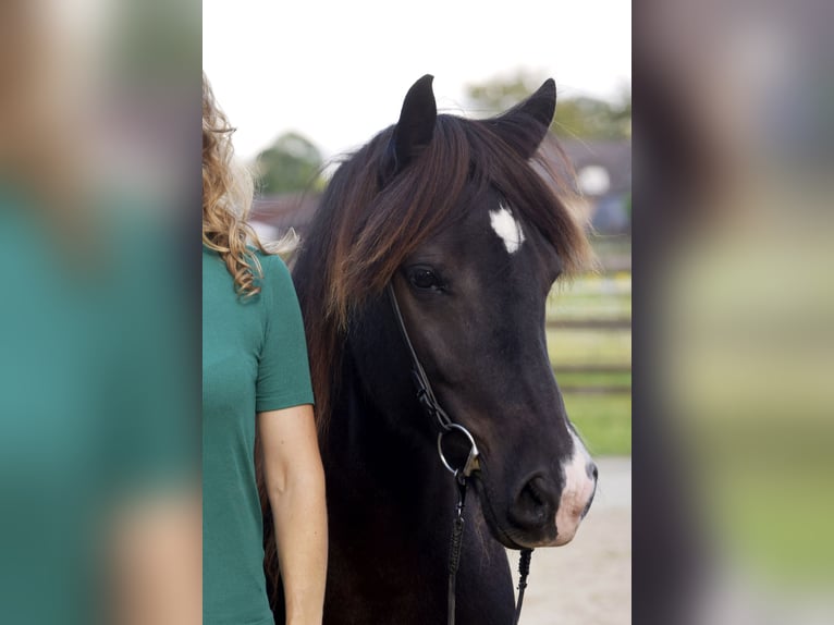 Pony Islandese Giumenta 10 Anni Morello in Ratingen