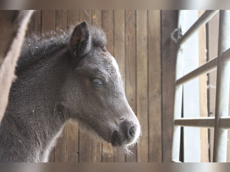 Pony Islandese Giumenta 10 Anni Morello in Ratingen