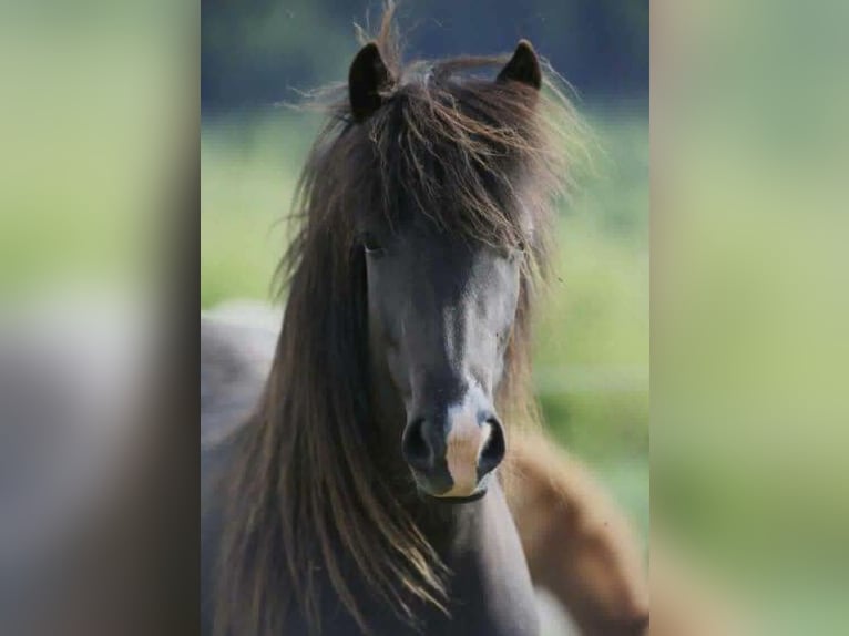 Pony Islandese Giumenta 10 Anni Morello in Ratingen