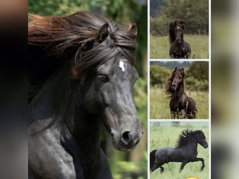 Pony Islandese Giumenta 10 Anni Morello in Ratingen