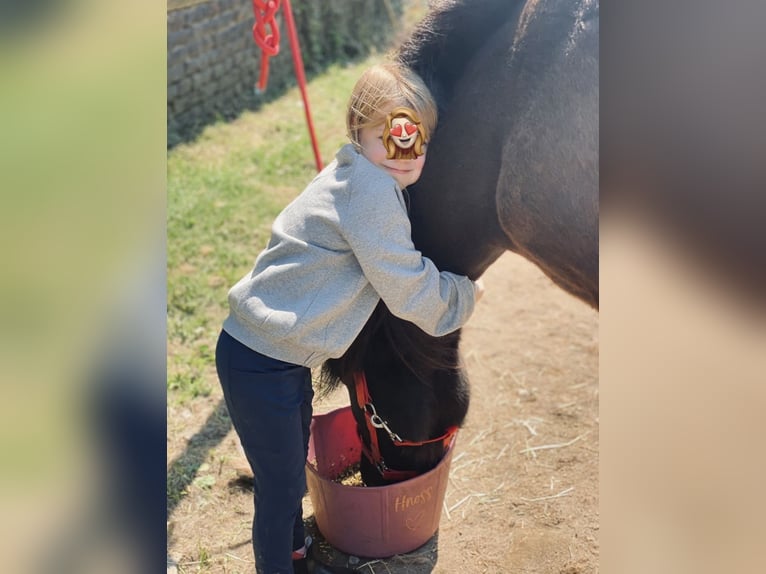 Pony Islandese Giumenta 10 Anni Morello in Ratingen