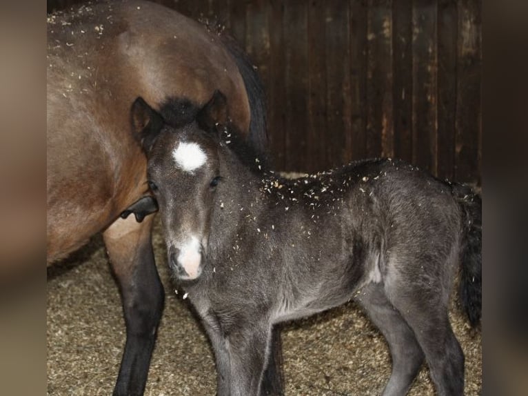 Pony Islandese Giumenta 10 Anni Morello in Ratingen