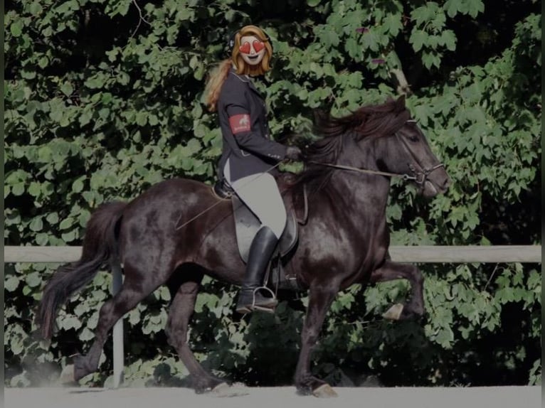 Pony Islandese Giumenta 10 Anni Morello in Ratingen