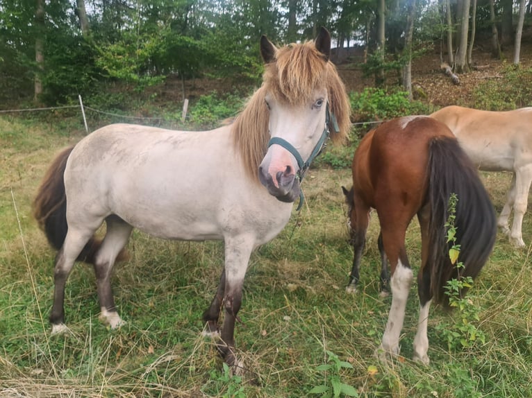 Pony Islandese Giumenta 11 Anni 134 cm  in Herscheid