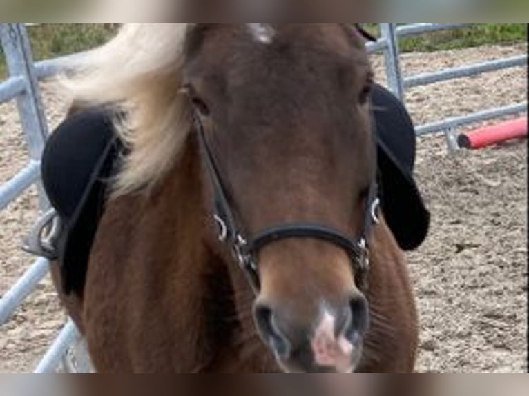 Pony Islandese Giumenta 11 Anni 136 cm in Schwarzenborn