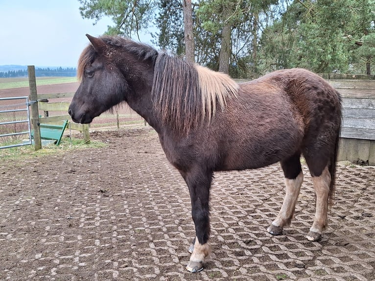 Pony Islandese Giumenta 11 Anni 136 cm Pezzato in Schleiden