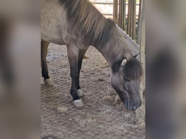 Pony Islandese Giumenta 11 Anni 138 cm Falbo in Schermbeck
